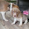 Beautiful Beagle puppies 