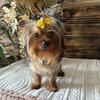 Wilber-Male Yorkie 