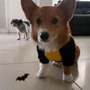male corgi