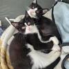 2 tuxedo kittens