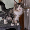 Maine coon