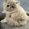 CFA registered Persian kittens