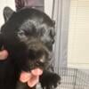 Scottish terrier. Puppies. Available