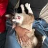 Snow shoe Siamese for sale Ameila Ohio