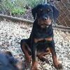 AKC registered German rottweiler puppies