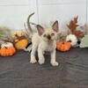 Christmas Female Devon Rex Kitten