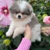 Lavender Merle parti Pomeranian puppy