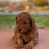 F1BB Teacup Goldendoodle puppy Hypoallergenic (Neo)male OFA & DNA health Tested Parents GOOD DOG Responsible Breeder