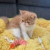 Exotic shorthair kittens (Persian)