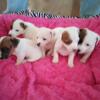 Small Jack Russells.For Sale