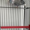 Parrotlet pair for sale dark factor pied cobalt male, and yellow female