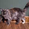 Reduced, Maine Coon cat, 2.5 years female. Not spayed