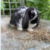 New Holland Lop Bunnies