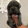 AKC CANE CORSO PUPPIES