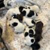 AKC registered GSP puppies