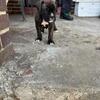 Female boxer