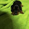 Male Dorkie pup