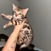 Bengal kittens for sale on