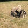 Huskita Puppies (Akita/Husky) delivery available