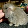 Holland Lop Babies in KY