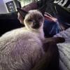 Beautiful siamese boy