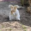 Friendly English Angora Buck