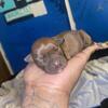 Pitbull puppies