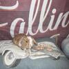 Holland Lop Lops, Lionlops, Lionlop, Lionheads Baby Dwarf Bunny Rabbit Bunnies Christmas Rentals