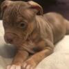 American XL Bully Puppies Available
