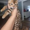 TICA registered Glittered Bengal Male