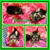 Male tea cup yorkie 
