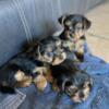 Yorkie puppies Male and Female