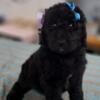 Gorgeous Standard Poodle Puppies for sale 