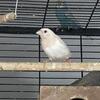 Society finches