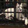 1-Year-Old Male Dogo Argentino - Friendly, Energetic, and Great with Kids (DMV Area)