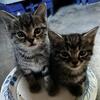 Adorable Kittens