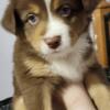 Australian Shepherd Puppy AKC Registered  $1,100