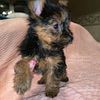 3 yorkie puppies