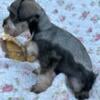 Stunning Miniature Schnauzer Puppies