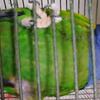Blue Head Pionus