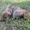 Miniature Dachshund Puppies