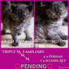 Persian/Selkirk Rex kittens