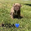 Puppies for sale