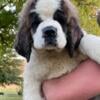 Saint Bernard Puppies