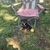 Akc Rottweiler pups