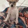 Rat terrier