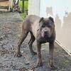 Cane Corso Solid Blue Male Puppy 11 Months  Old