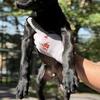 Working Line Presa Canario