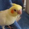 BABY COCKATIEL