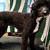 One year old black and white female goldendoodle